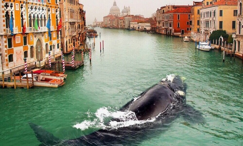 В Венецію заплив Величезний кит!